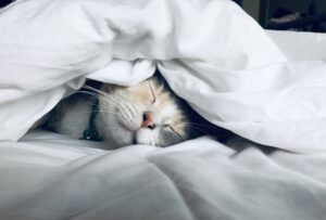 Sleep and stress management for maintaining healthy blood pressure